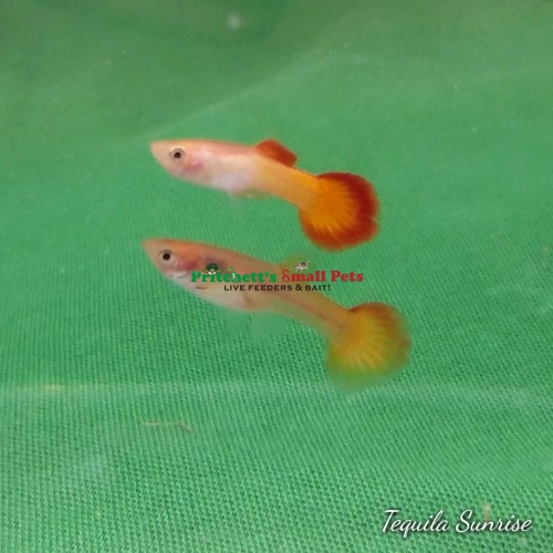 Featured image of post Steps to Make Tequila Sunrise Guppy Female